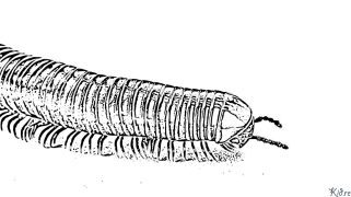 Centipede Dréckbar Faarwen Säiten